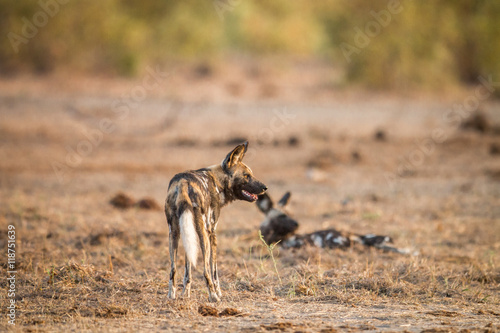 Two African wild dogs in the Kruger.