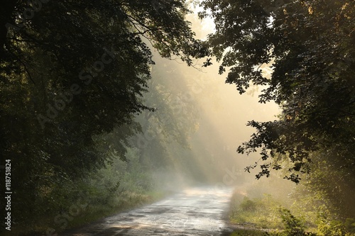 Morning rays in the deciduous forest after rainfall