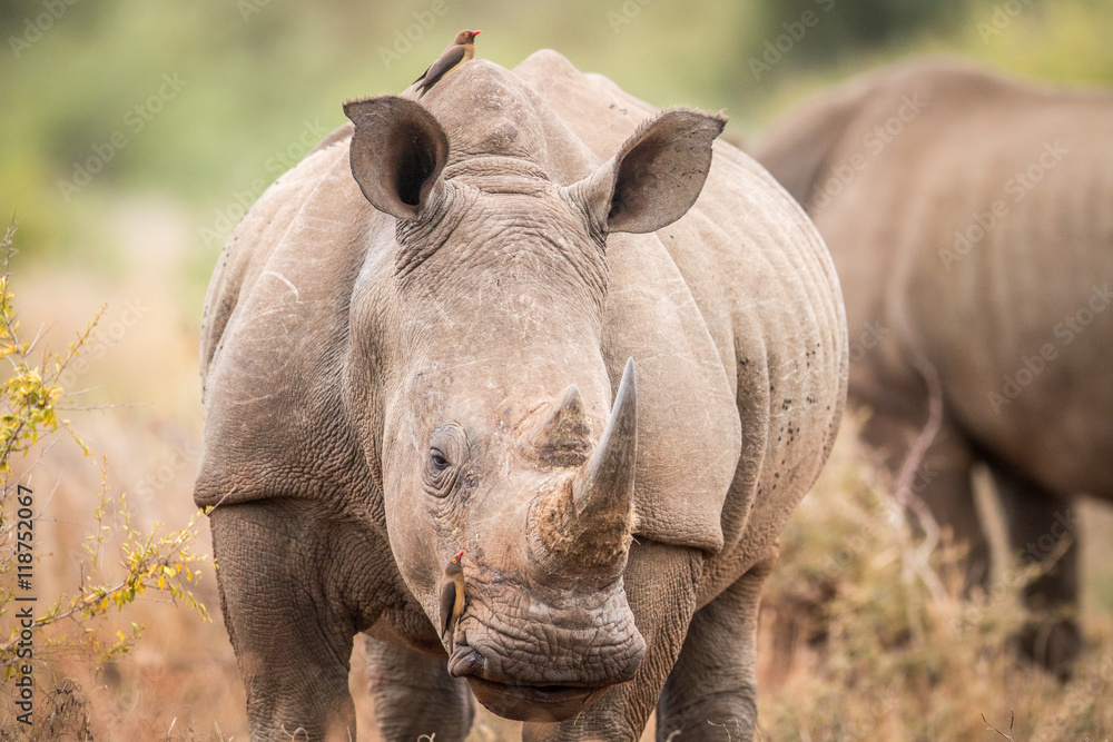 Obraz premium Starring White rhino with oxpeckers in the Kruger.