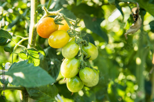 収穫前のプチトマト（ミニトマト）