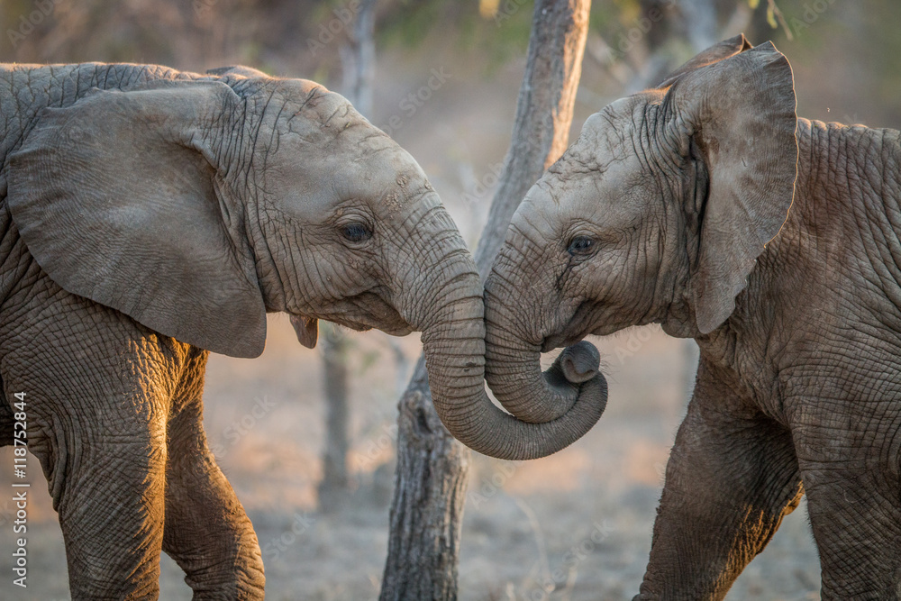 Obraz premium Elephants playing in the Kruger.