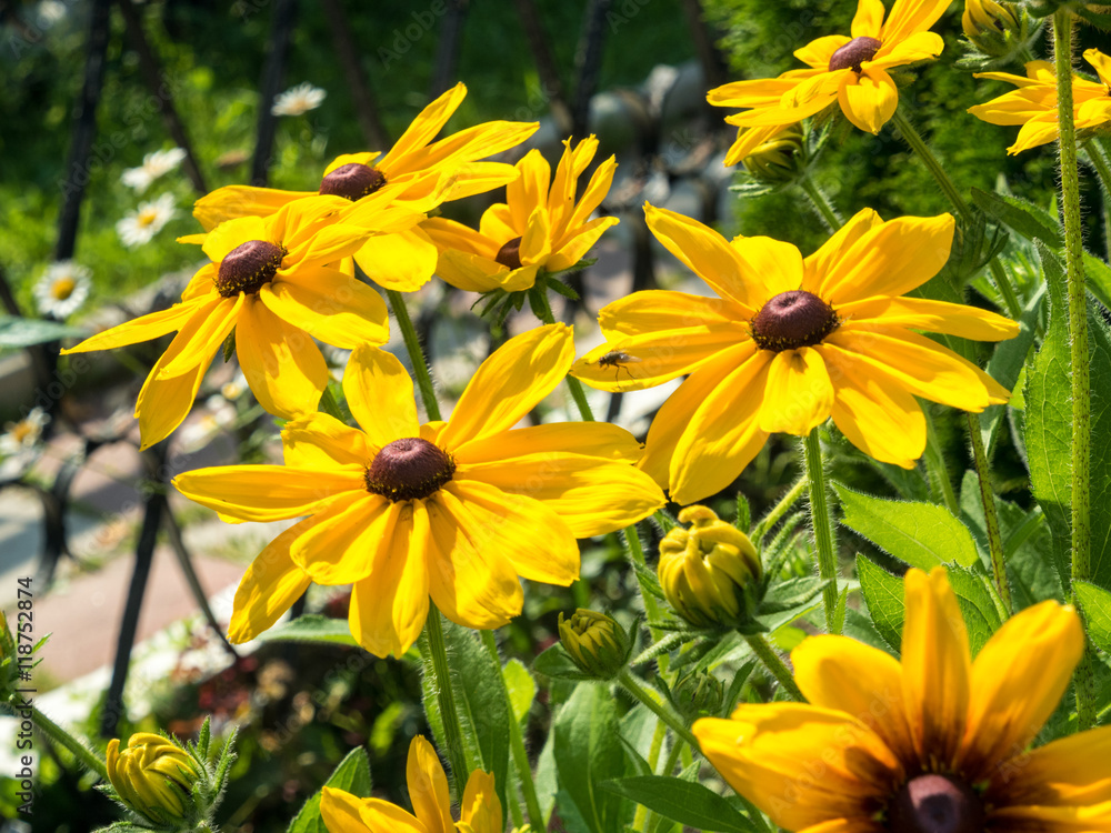 black eyed susan Rudbeckia hirta flowers black eyed susan Rudbeckia hirta flowers