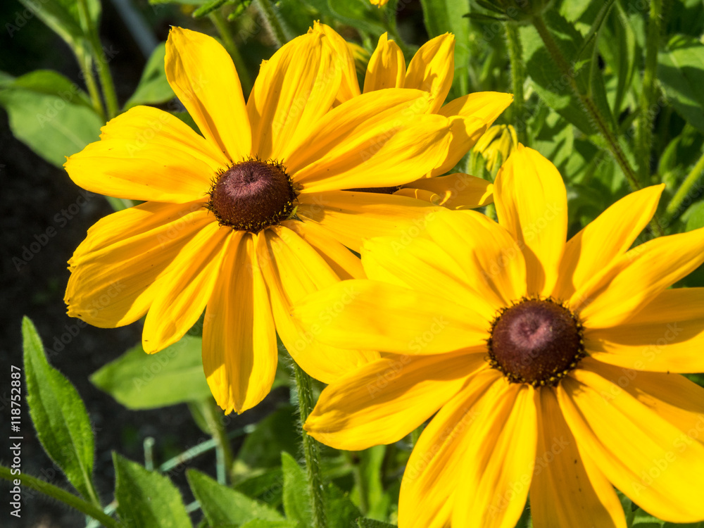 Fototapeta premium black eyed susan Rudbeckia hirta flowers