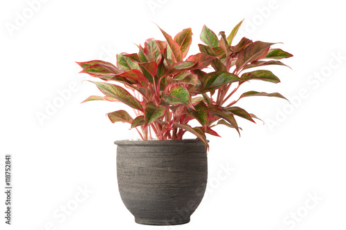 aglaonema in flower pot