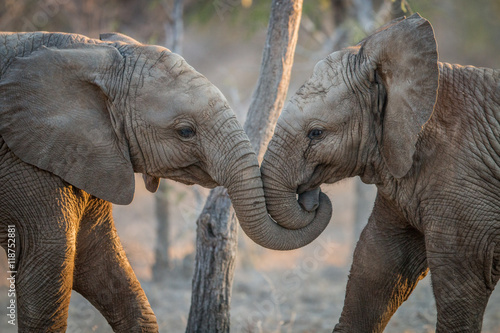 Fototapeta samoprzylepna Słonie bawiące się w Krugerze.