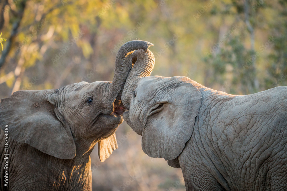 Obraz premium Elephants playing in the Kruger.