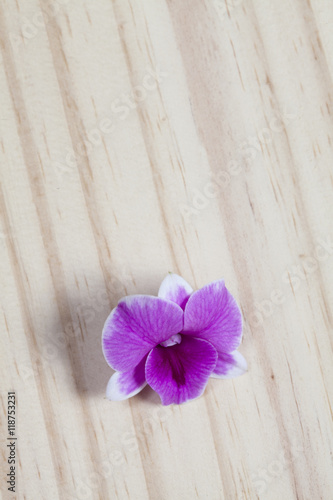 Pink flowers on wooden floor.