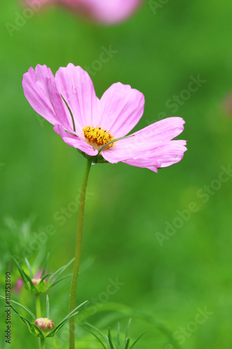 beautiful  flowers closeup