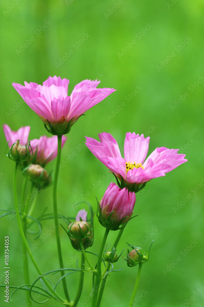 Naklejka premium beautiful flowers closeup