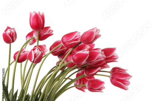 Fototapeta Naklejka Na Ścianę i Meble -  Many of tulips