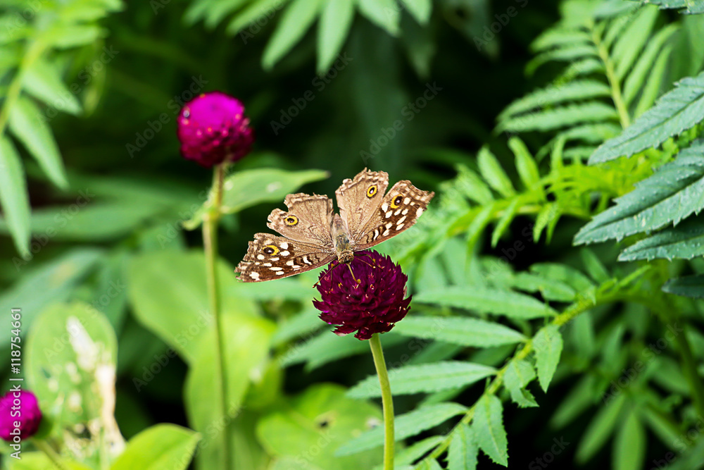 butterfly and pink flowers in garden butterfly and pink flowers in garden