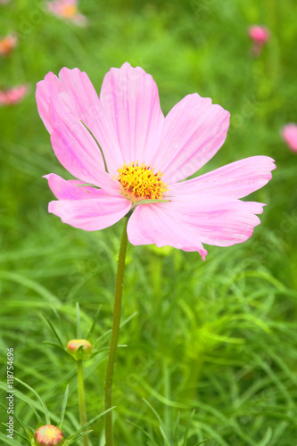 beautiful  flowers closeup