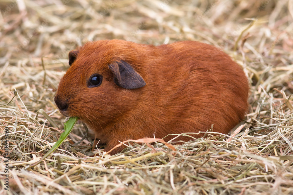 eating guinea pig on the hay eating guinea pig on the hay