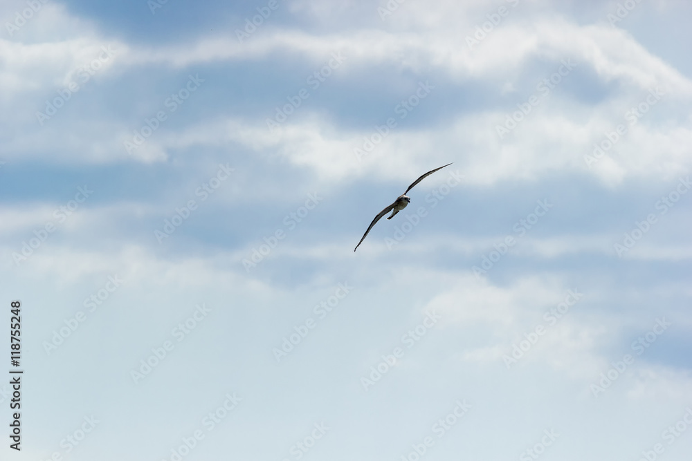 Obraz premium Lonely gull flying in the cloudy sky