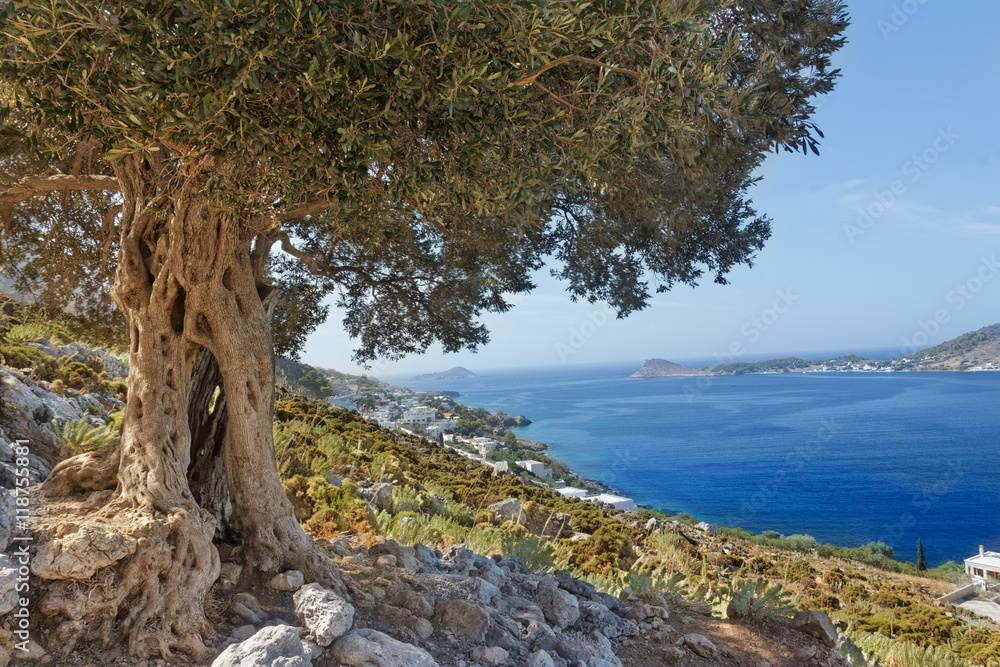 Obraz premium South European landscape with huge ancient olive tree and sea bay on Greek Kalymnos island