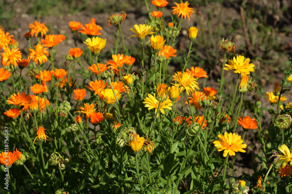 Pot marigolds (Calendula officinalis) on bokeh background Pot marigolds (Calendula officinalis) on bokeh background