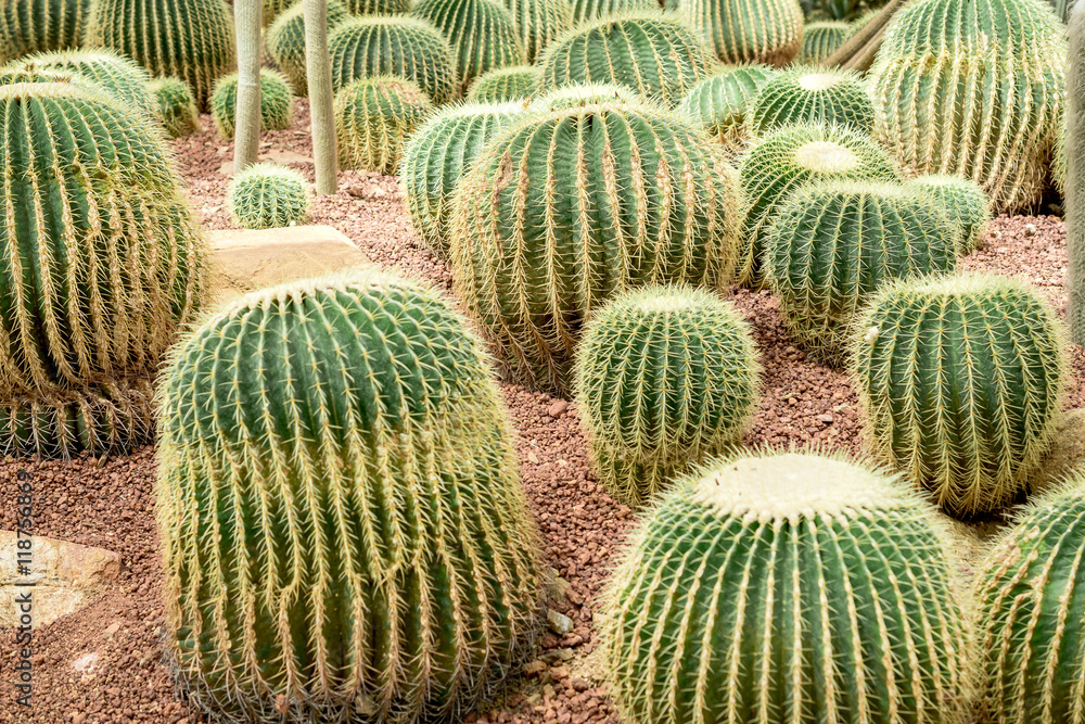Closeup of The Golden ball cactus. Echinocactus. Closeup of The Golden ball cactus. Echinocactus.