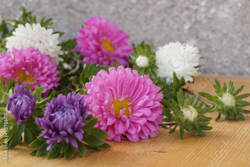 Colorful flowers - Asters  Callistephus chinensis
