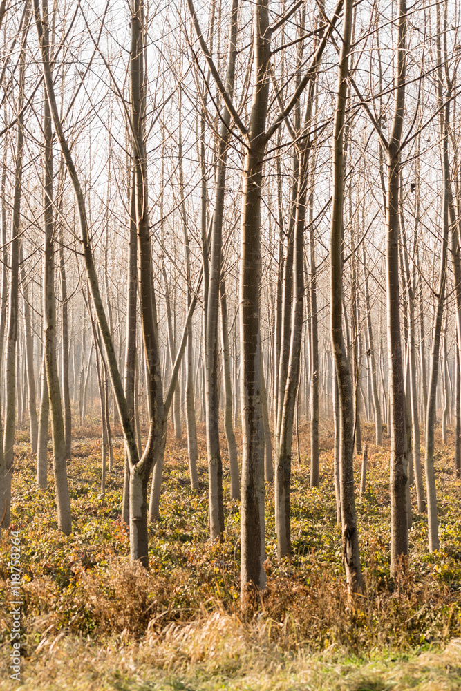 Fototapeta premium forest