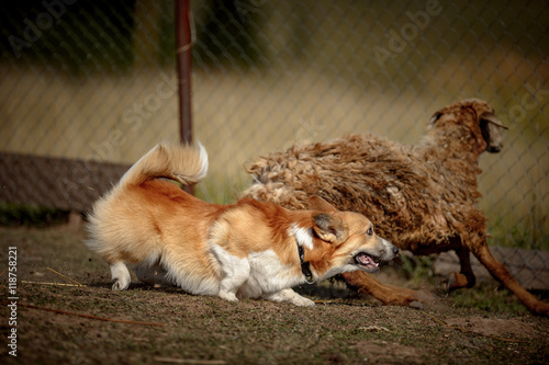 Welsh corgi at cattle servise