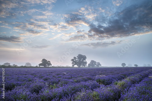 Beautiful dramatic misty sunrise landscape over lavender field i