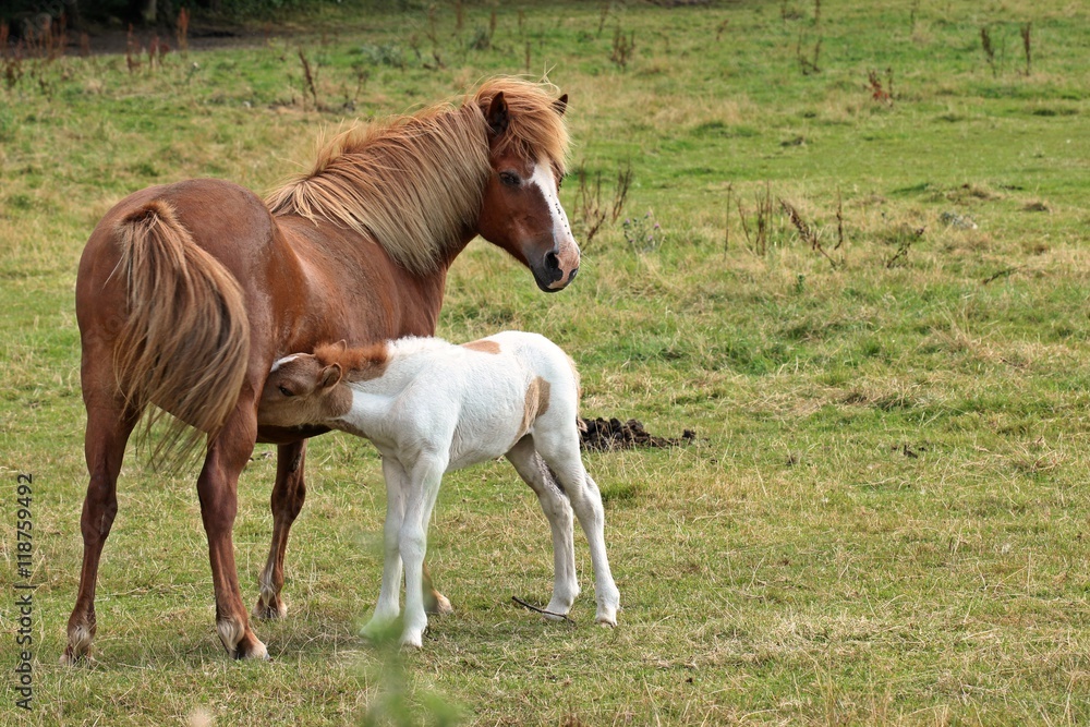 Islandponystute säugt ihr Fohlen
Islandponystute säugt ihr Fohlen