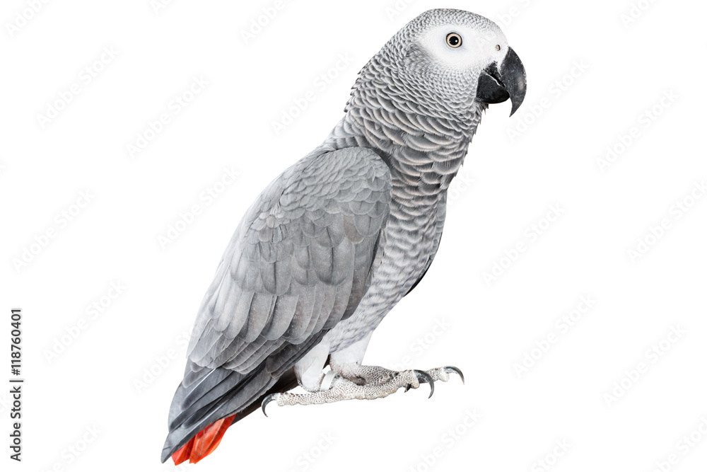 Naklejka premium Gray parrot Jaco on a white background