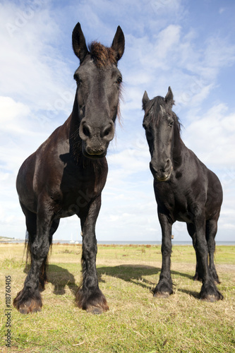 two black horses in meadow on the island of vlieland in the neth