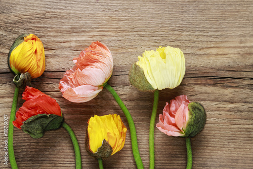 Poppy flowers on wooden background