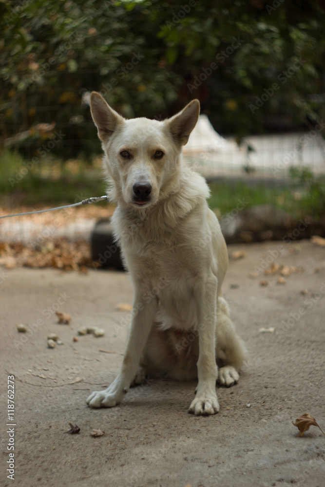 A white stray dog with perked ears sits on a concrete ground, gazing attentively, with a blurred natural background A white stray dog with perked ears sits on a concrete ground, gazing attentively, with a blurred natural background
