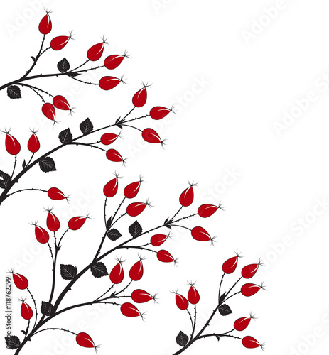 Vector rose hip