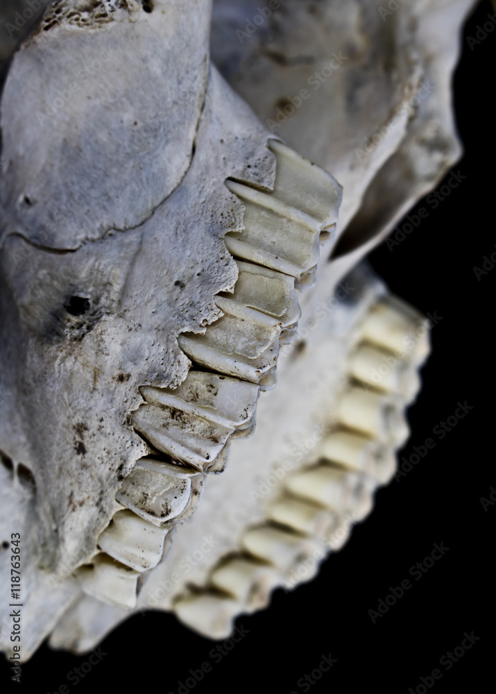 Close up of Teeth in Sheep Skull on Black Background