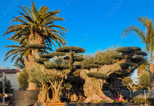 Nursery grown olive and palm trees offered for sale.