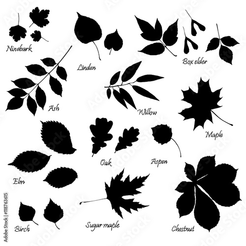 Vector set of leaves silhouettes with hand-written common names of trees and bushes on white background. Linden, ash, oak,maple, box elder, sugar maple, chestnut, birch, elm, willow, aspen, ninebark.