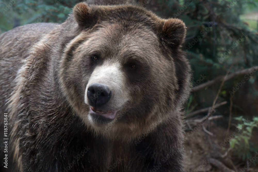 Fototapeta premium Grizzly Bear In it Environment