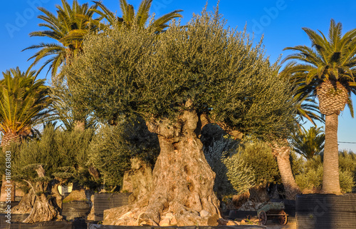Old olive and palm trees offered for sale.
