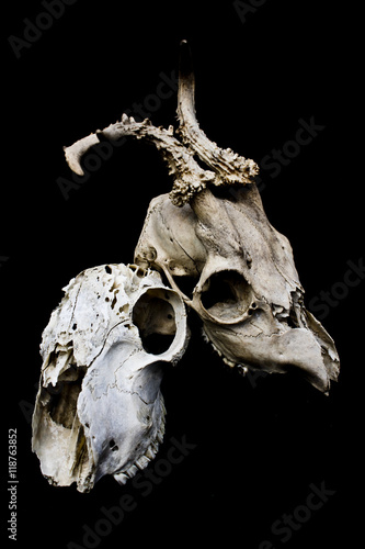 Fototapeta Naklejka Na Ścianę i Meble -  Sheep and Deer Skull on Black Background