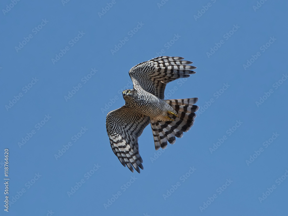 Fototapeta premium Eurasian sparrowhawk (Accipiter nisus)