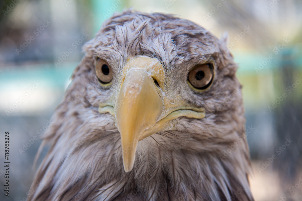 Eagle head close-up macro outdoors day Eagle head close-up macro outdoors day