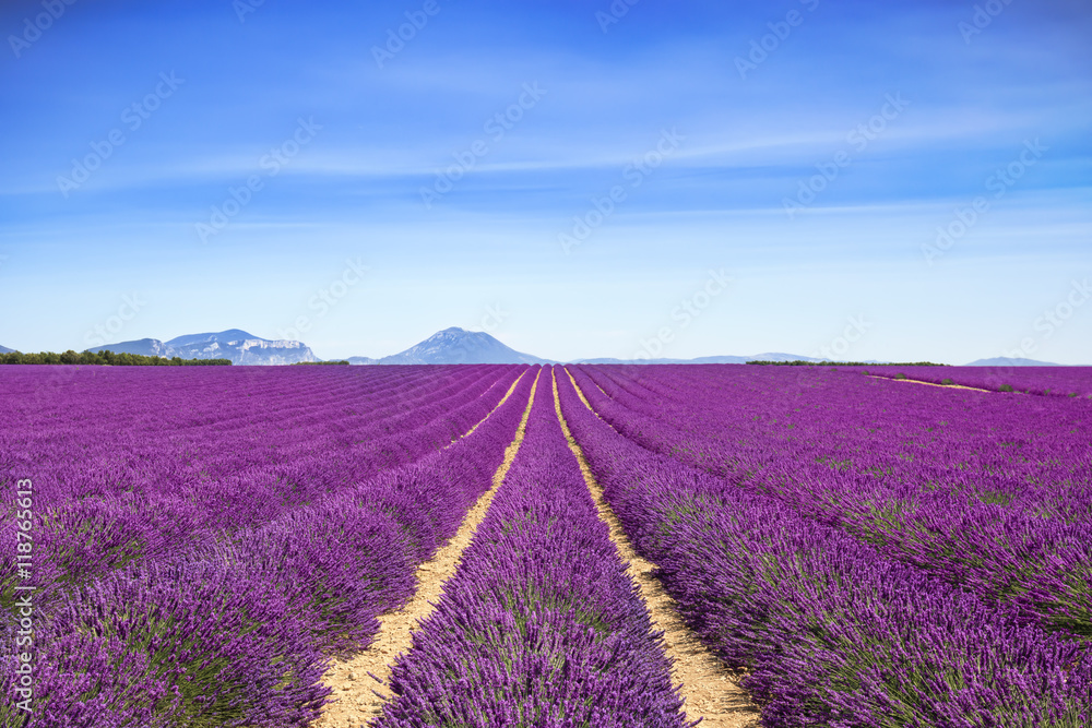Lavender flower blooming fields endless rows. Valensole provence Lavender flower blooming fields endless rows. Valensole provence