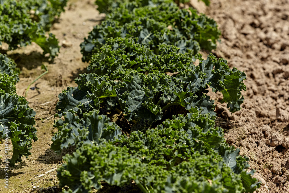 Green Leaf Kale growing in the Ground Green Leaf Kale growing in the Ground