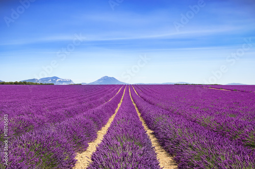 Lavender flower blooming fields endless rows. Valensole provence