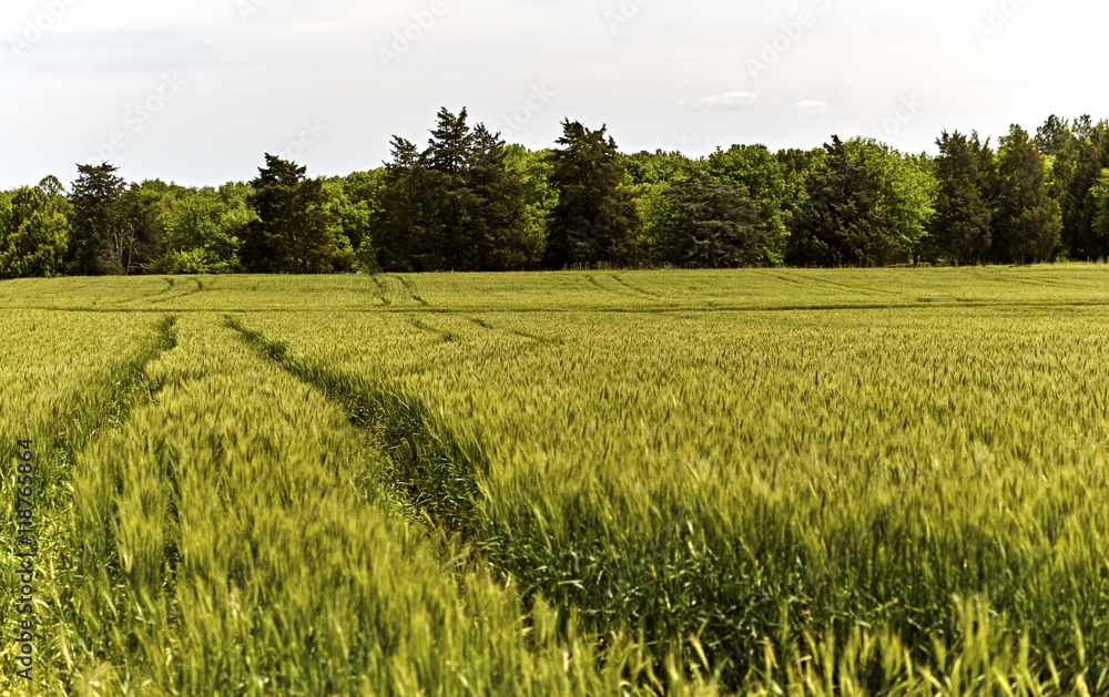 Fototapeta premium Green Wheat Field Crop