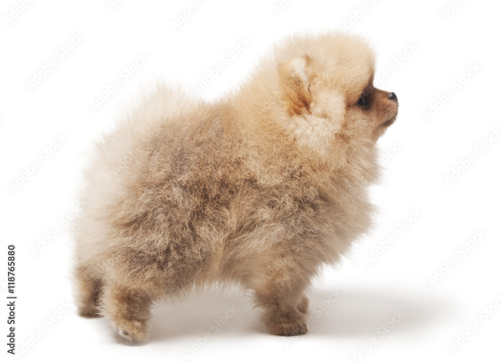 Obraz premium photo of profile spitz dog standing isolated on white background