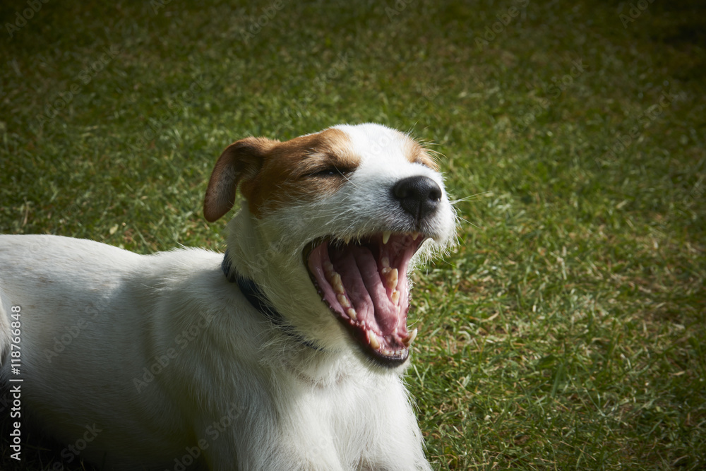 Jack Russell Parson Terrier pet dog yawning on green grass

