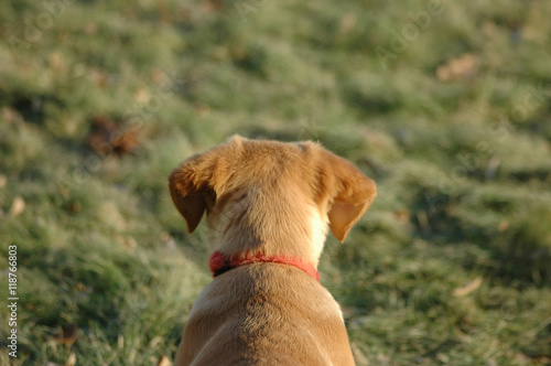 Puppy looking into the distance