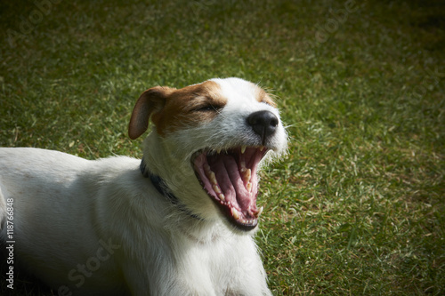 Fototapeta Naklejka Na Ścianę i Meble -  Jack Russell Parson Terrier pet dog yawning on green grass

