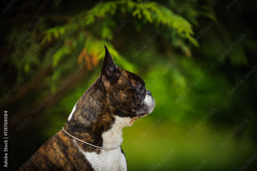 Boston Terrier dog against green evergreen trees
