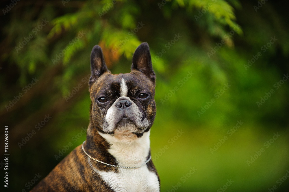 Boston Terrier dog portrait against green evergreen trees