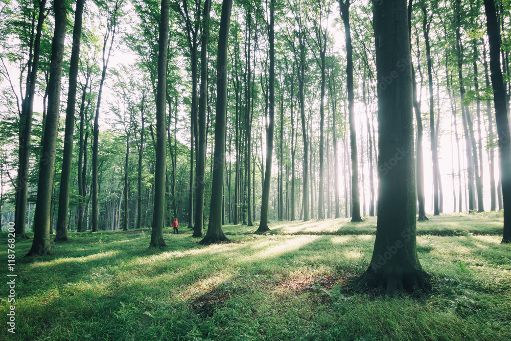 Obraz premium forest roads and tourists